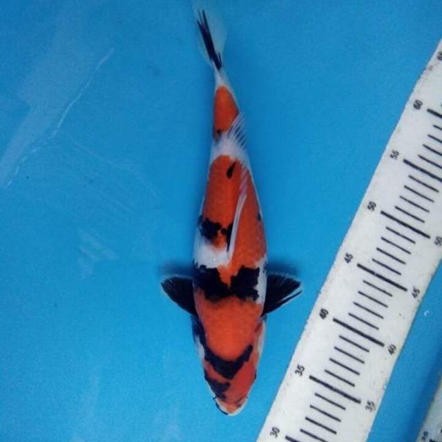 Showa 30cm