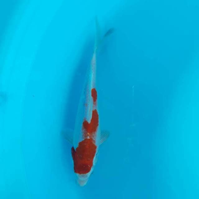 Kohaku Hikari 26cm Ori
