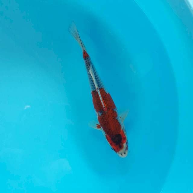 Kuro Goshiki Mantap 27cm