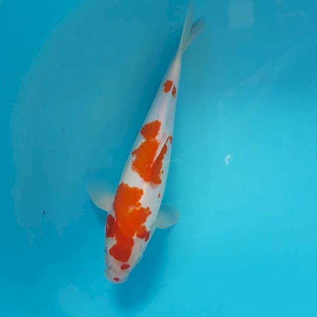 Kohaku Mantap 30cm