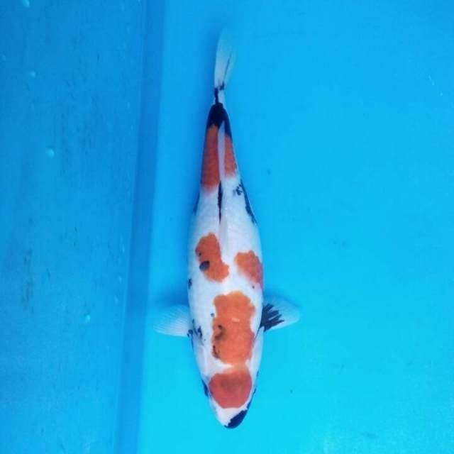 Showa 32cm