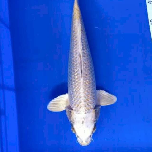 Mukasi 36cm