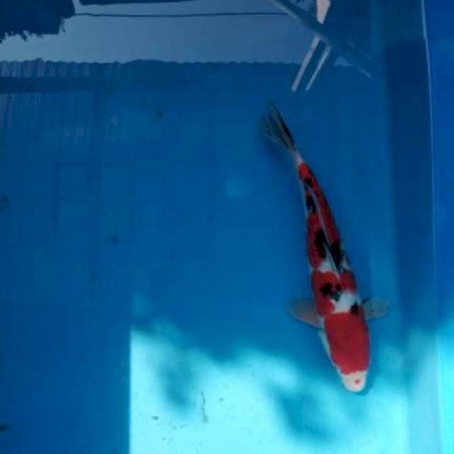 Sanke Male 36 cm BU