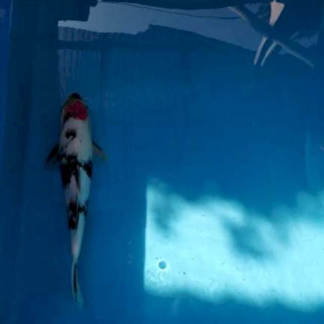Tancho Showa Male 37 cm BU