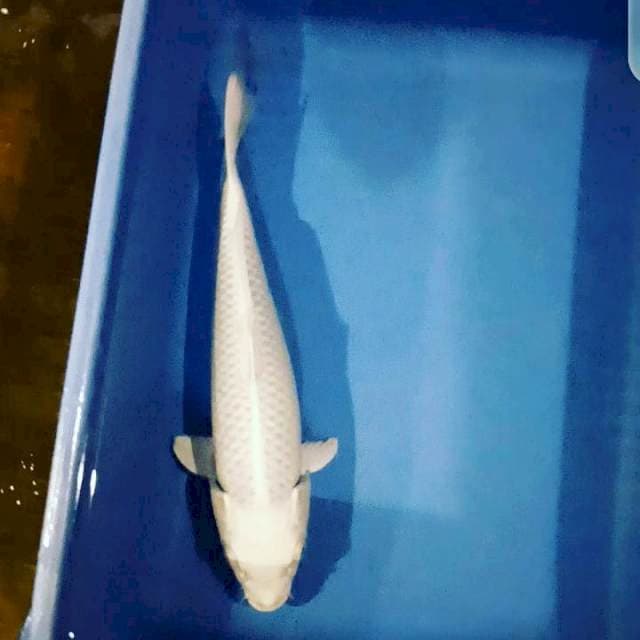 Gin Matsuba Strong white