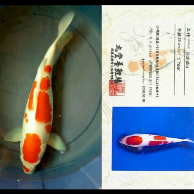 Kohaku marudo 38cm, Female
