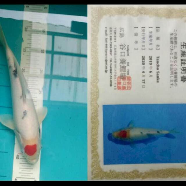 Tancho sanke 33 cm, tategoi