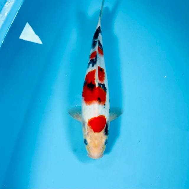 Sanke, 30 cm