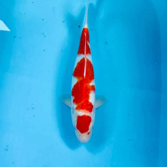 Kohaku, 29 cm