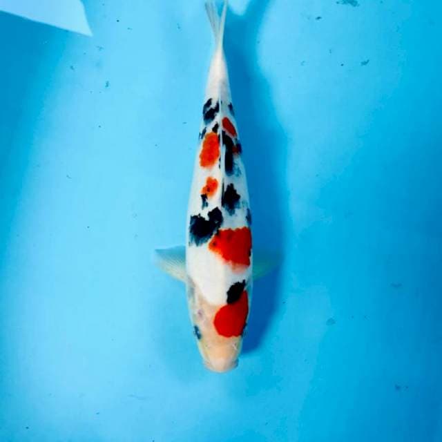 Sanke, 28 cm