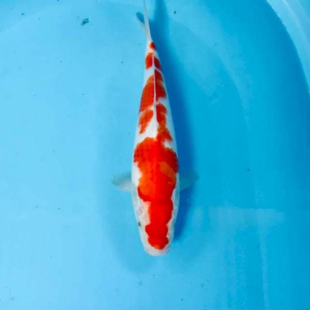 Kohaku, 31 cm