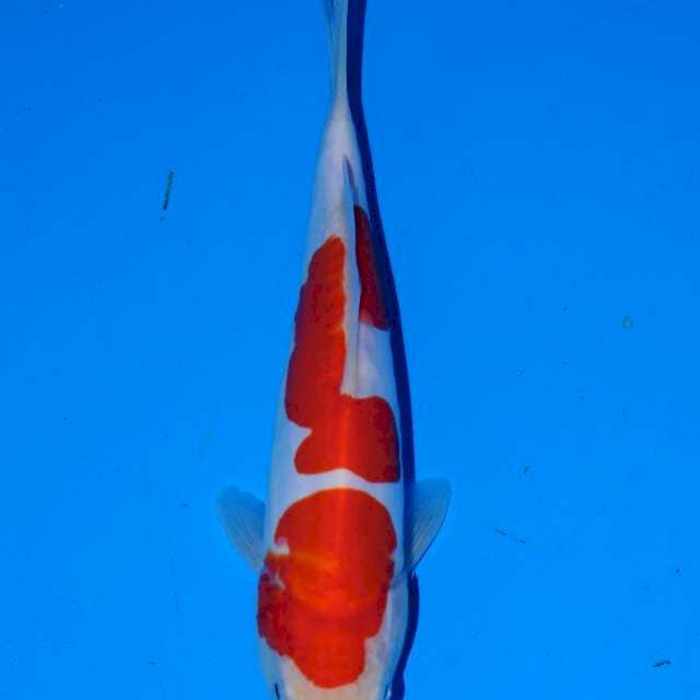 Doitsu kohaku