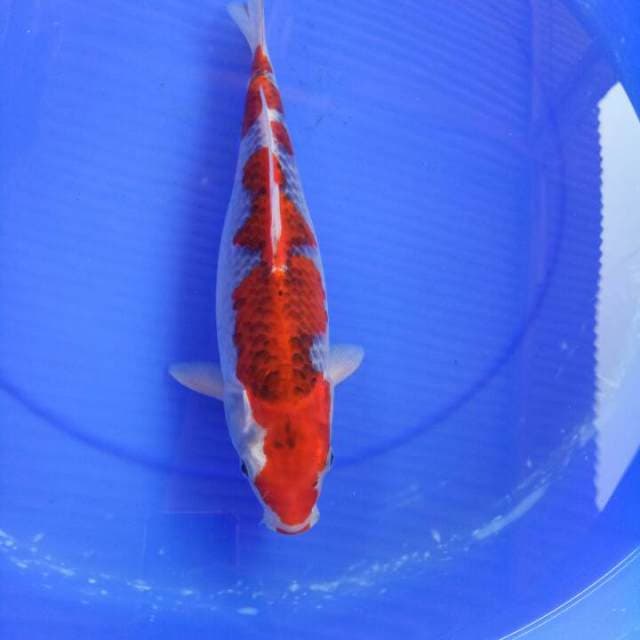 Goshiki 34 cm