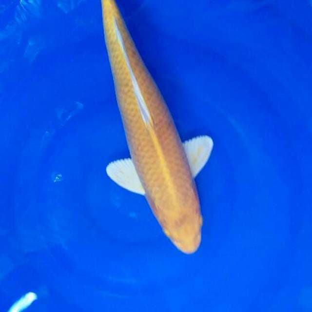 Ogon male 45cm