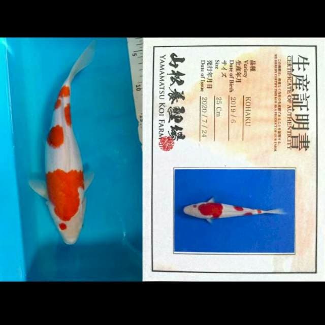 Kohaku 3 step, imfor 31cm.