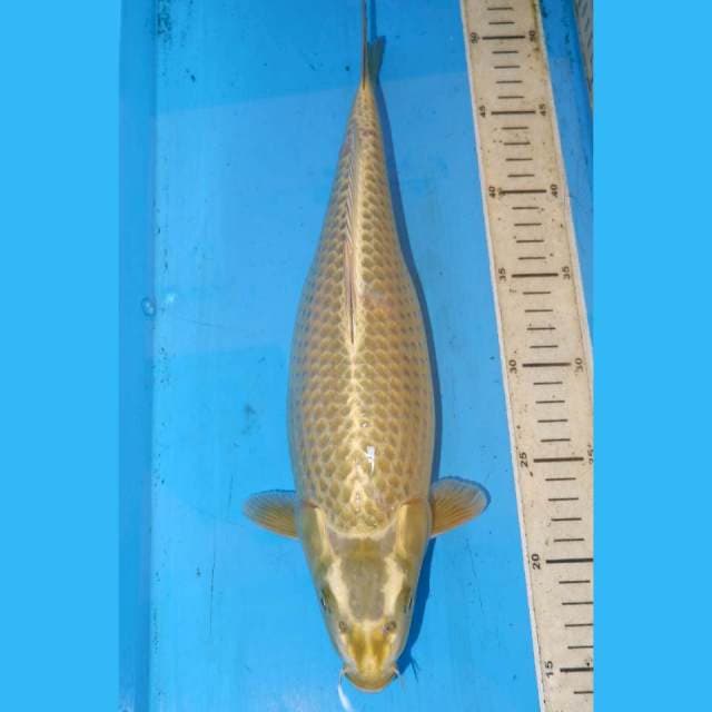 35cm MUKASI JINAK