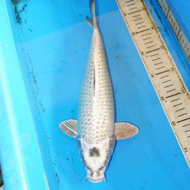 35cm MUKASI GINDRIN