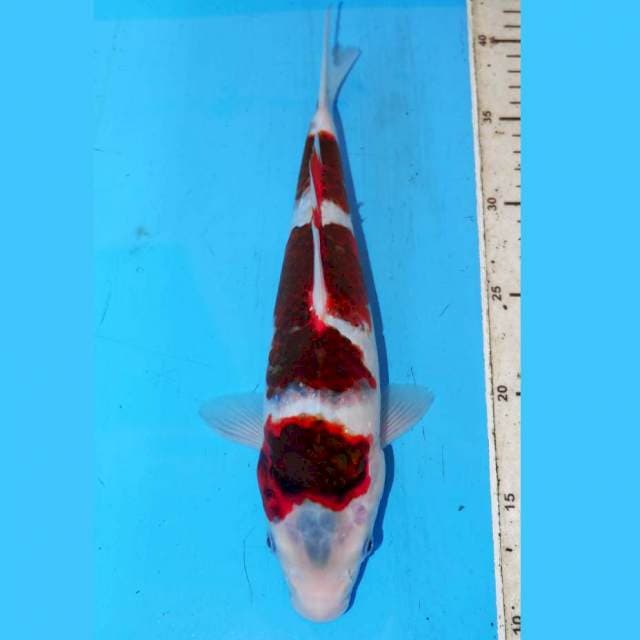 30cm KOROMO BAGUS