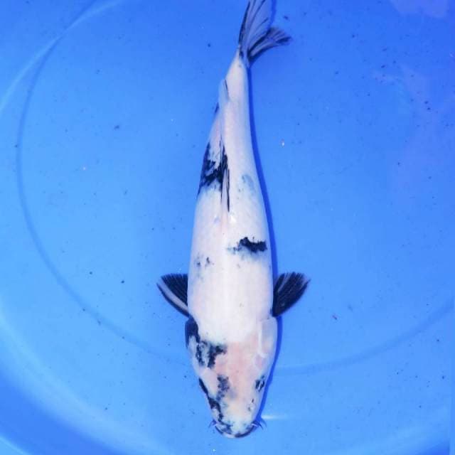 TATEGOI SHIRO 32cm