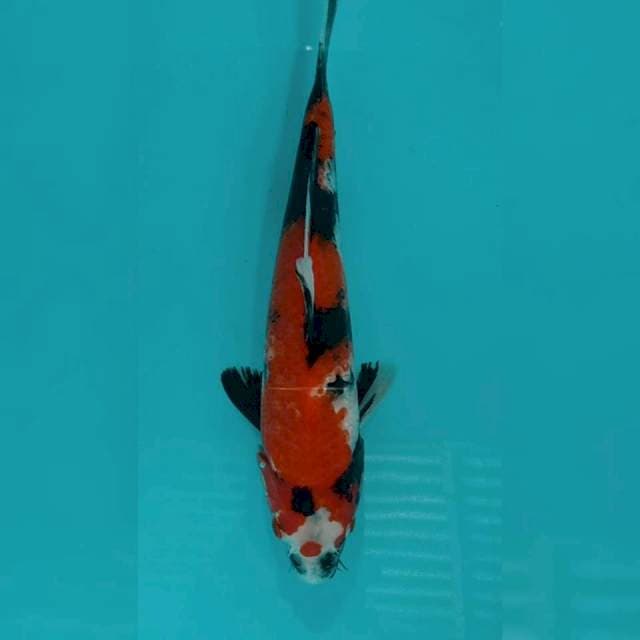 Showa 25cm