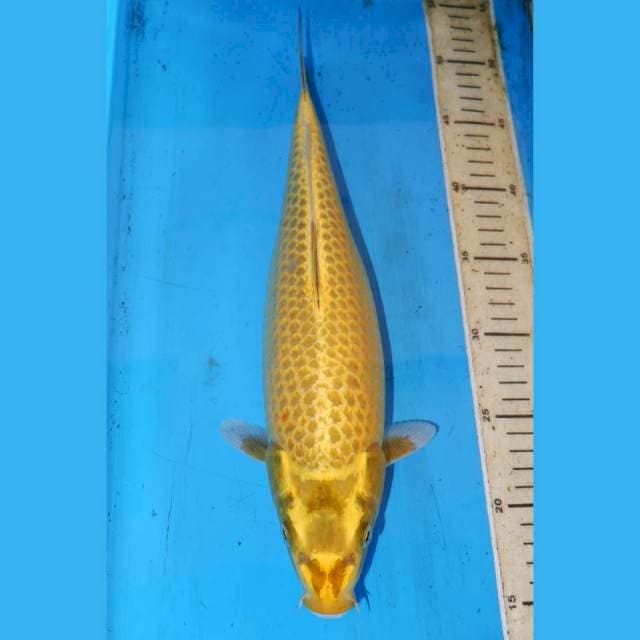 GOLD MUKASI 35cm
