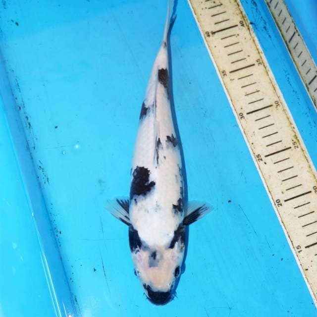 SHIRO 31cm