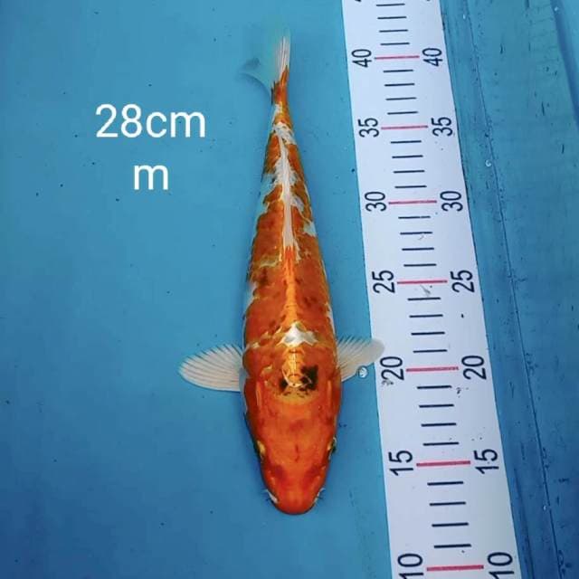 Kujaku 28cm