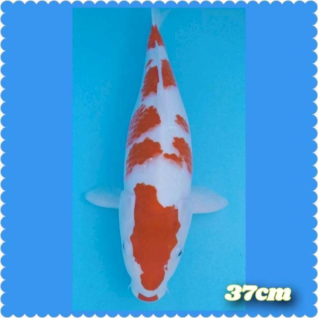 Kohaku ,37cm