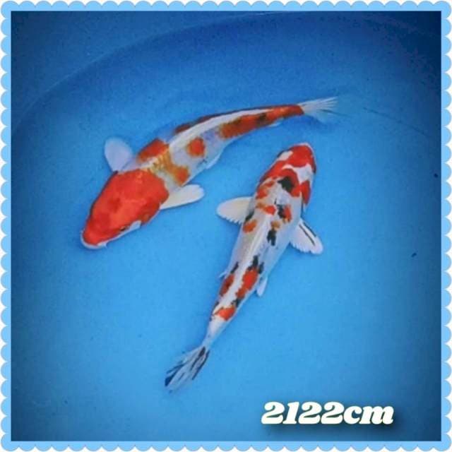 Sanke Hikari 2122cm