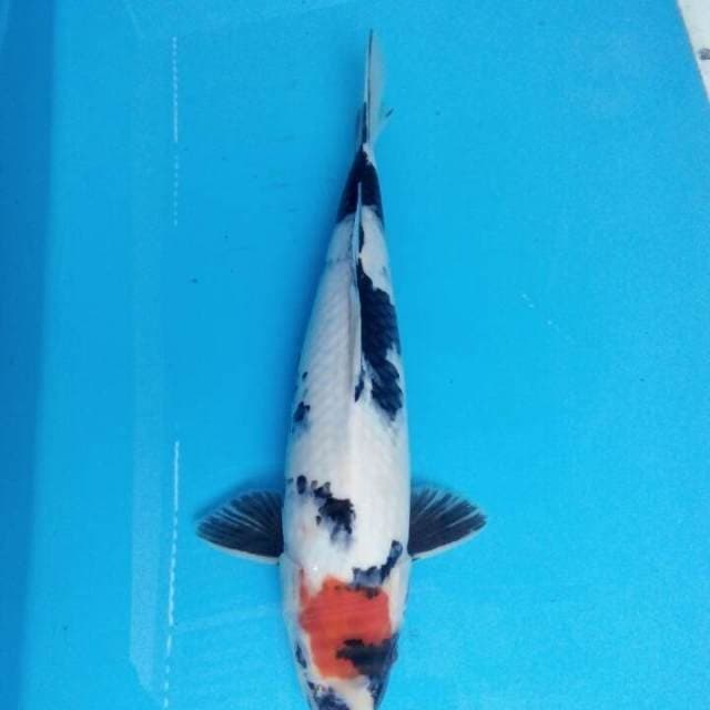 Thanco showa 32cm
