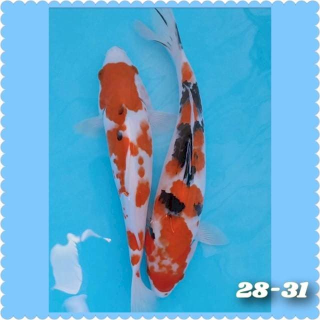 Sanke 28-31cm