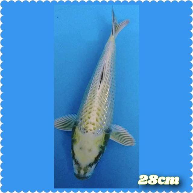 MUKASI gold gindrin 28cm