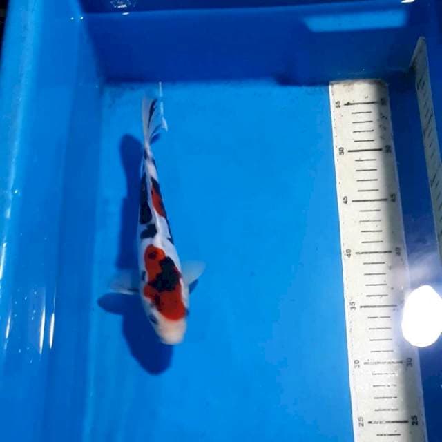 ORIGINAL BLACK STRONG SANKE DOITSU 23 CM