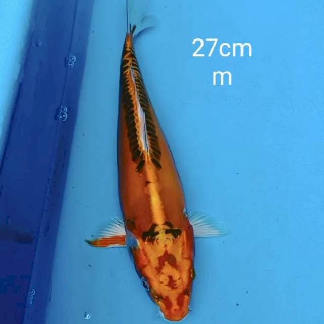 Kiko 27cm