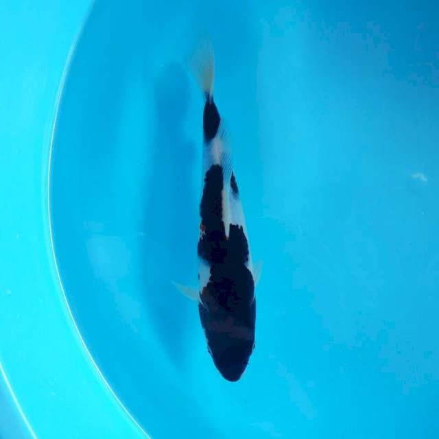 Black Kohaku 27cm Original