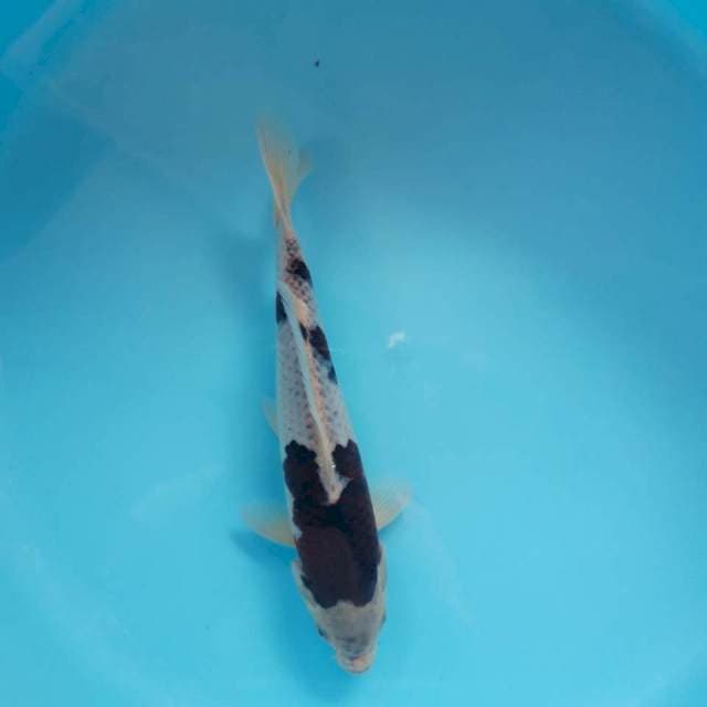 Goromo 29cm