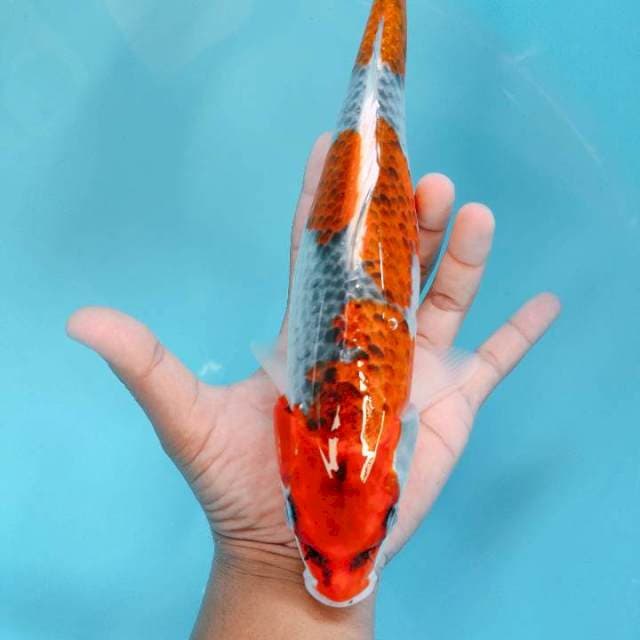 Ghosiki 31cm