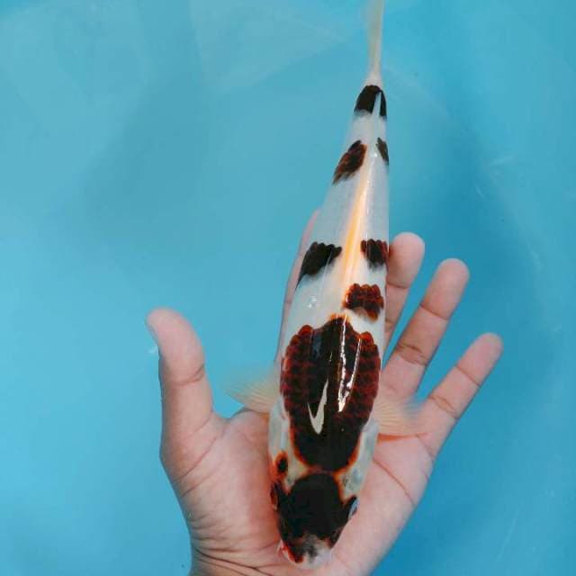 goromo 28cm