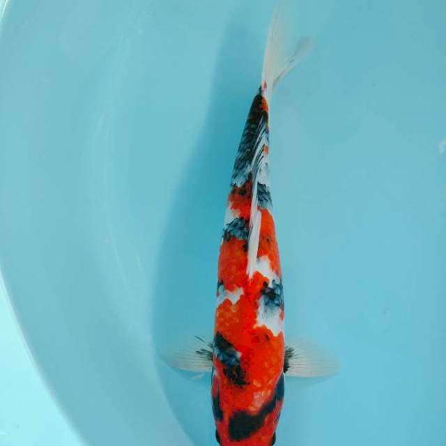 Showa 31cm