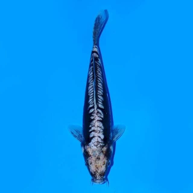 Kumonriyu