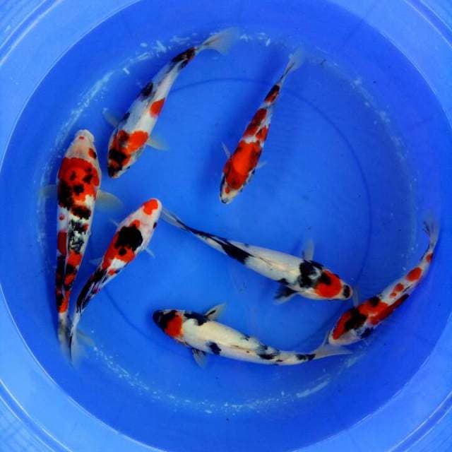 Mix koi 25-30 cm