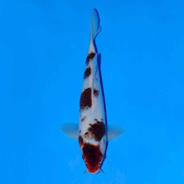 Sumi goromo