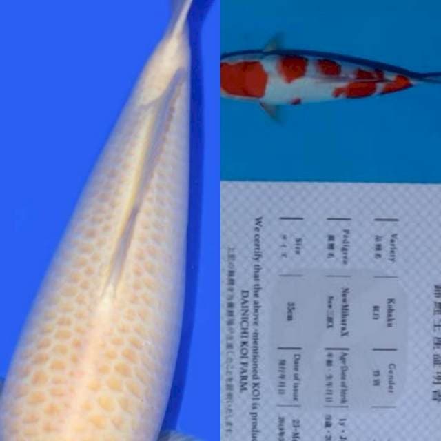 Jumbo kohaku Dainichi 63 cm