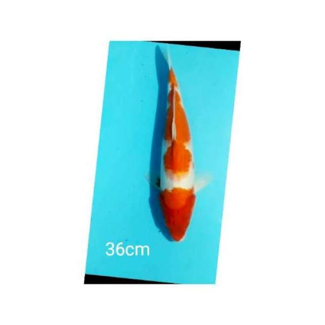 BAKALAN 5 STEP KOHAKU 36cm