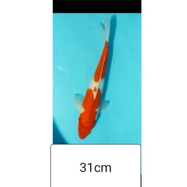 KOHAKU 31CM