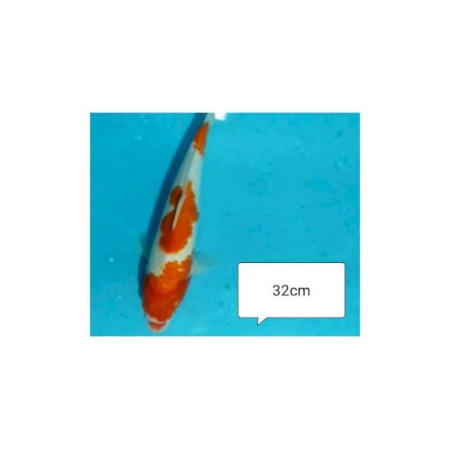 KOHAKU 32CM