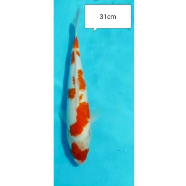KOHAKU 31CM