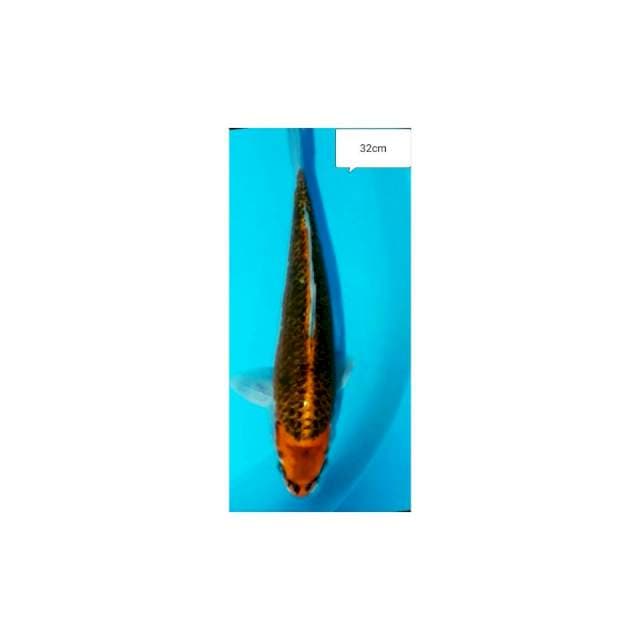 KUJAKU 32CM