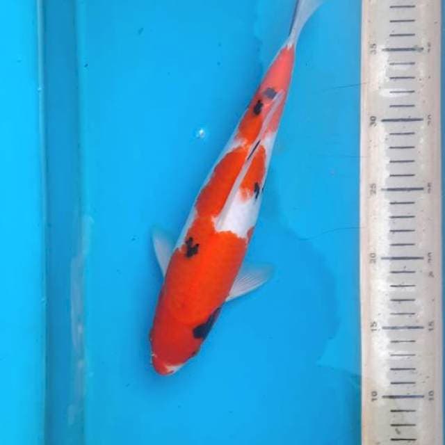 Sanke 31cm
