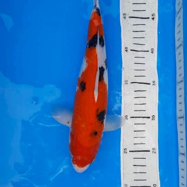 Sanke 29cm